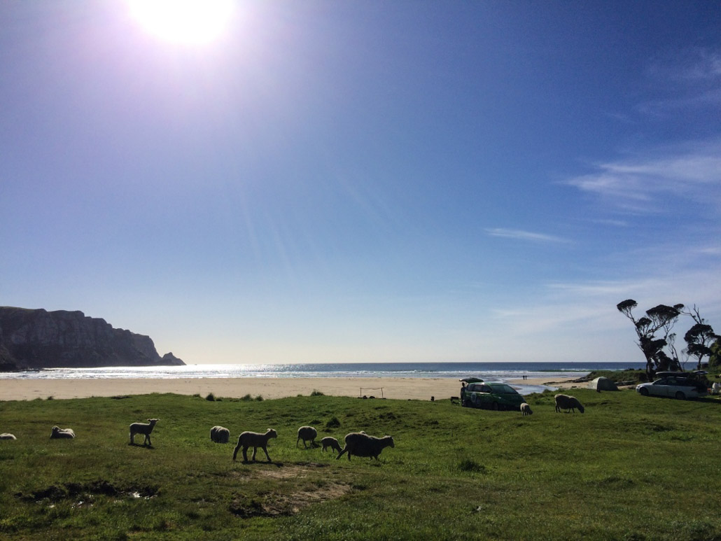 Purakaunui Campground mit Schafen
