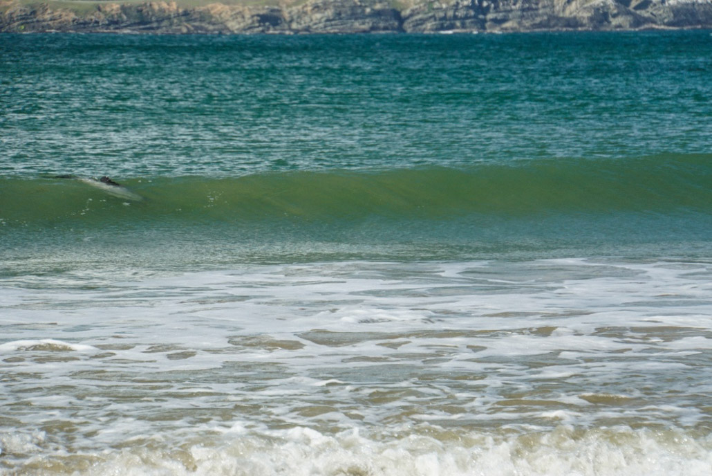 Delfin in der Purpoise Bay