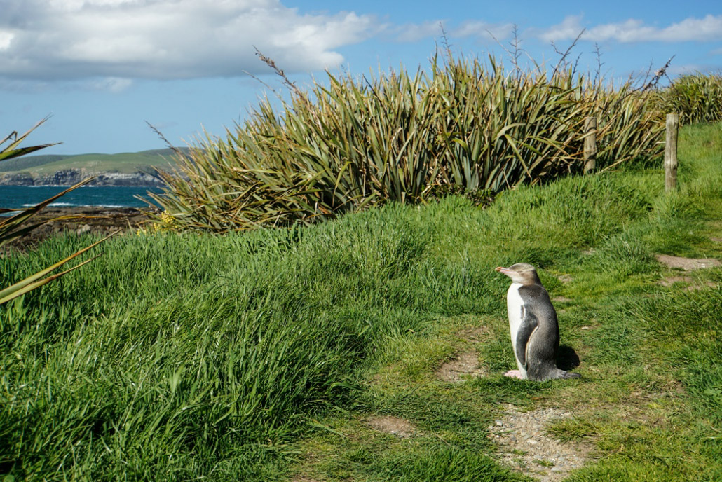 Gelbaugenpinguin auf einem Weg an der Purpoise Bay