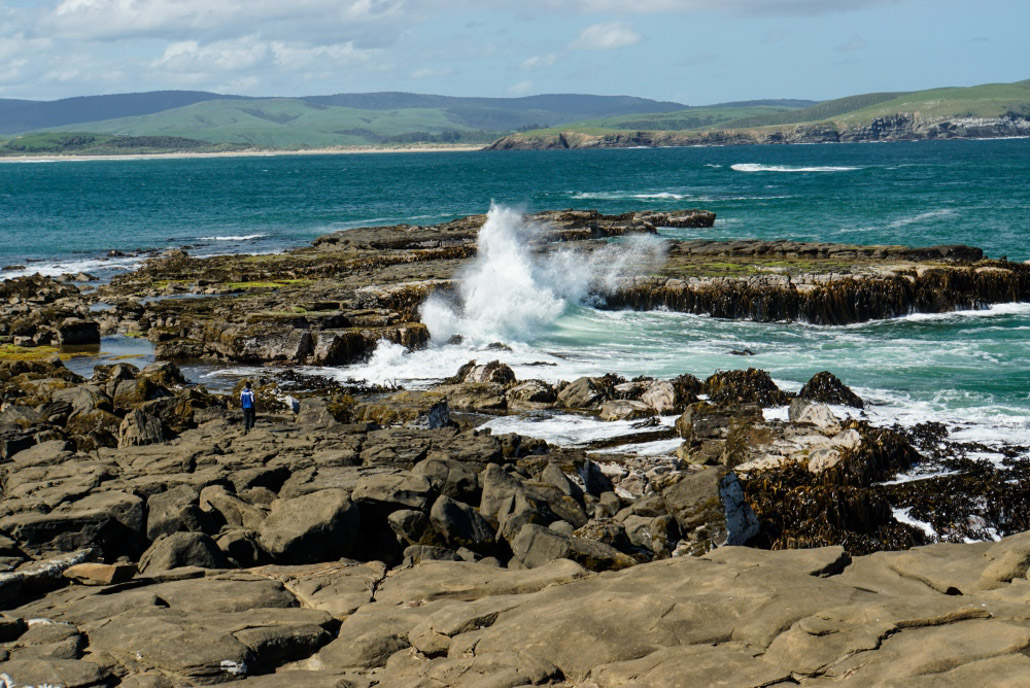 Versteinerter Wald in den Catlins