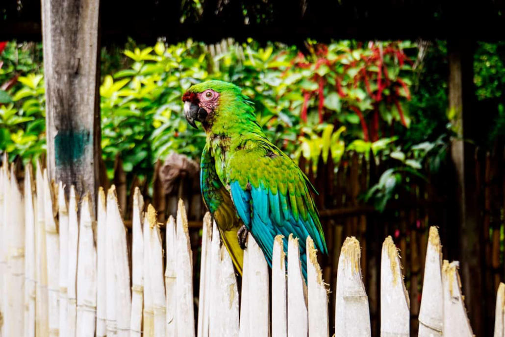 Papagei Taironaka Lodge bei Palomino