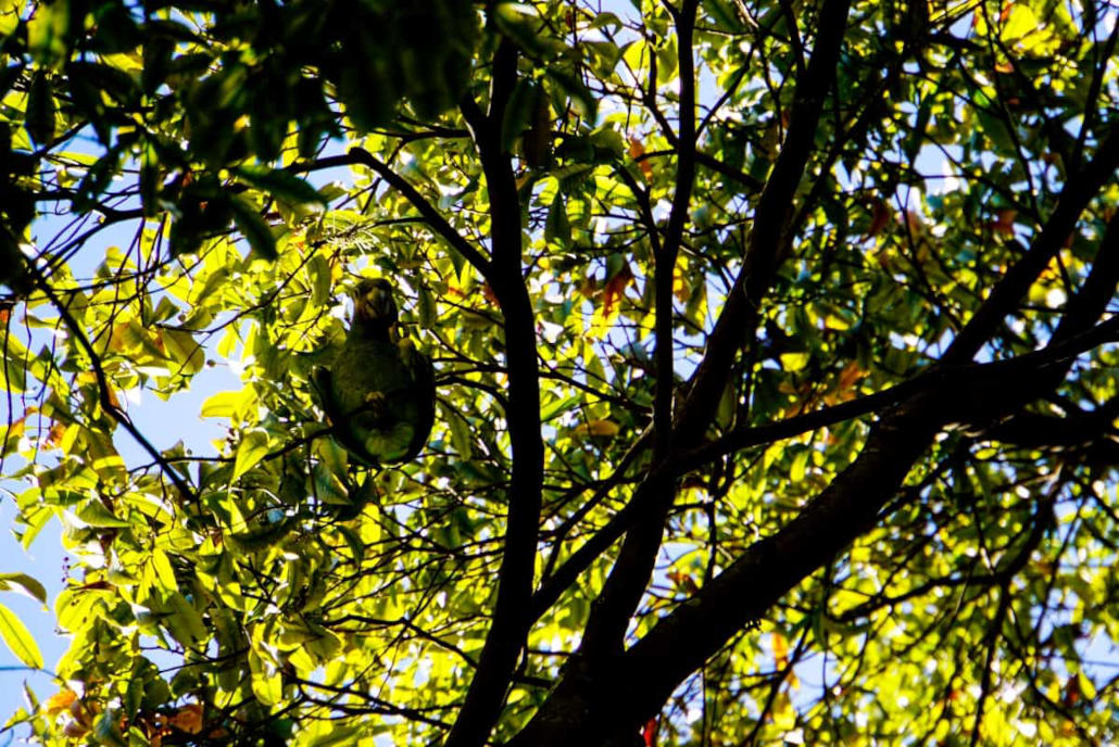 Papagei im Botanischen Garten