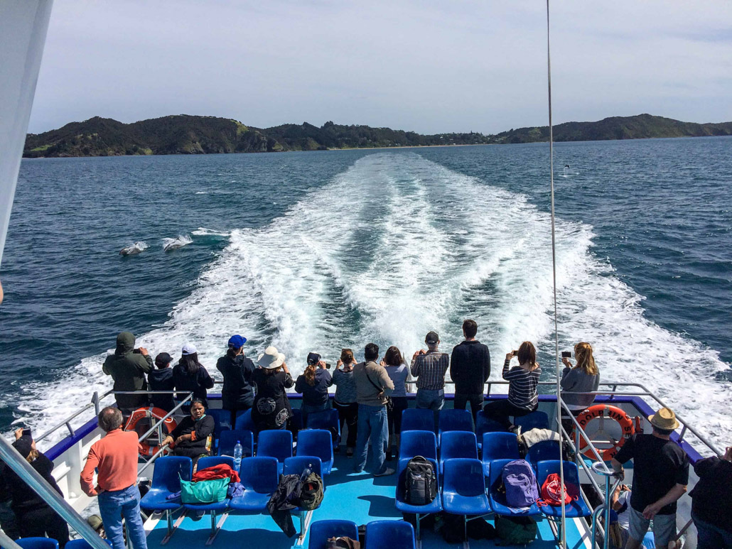 Inselhopping mit dem Boot in Neuseeland