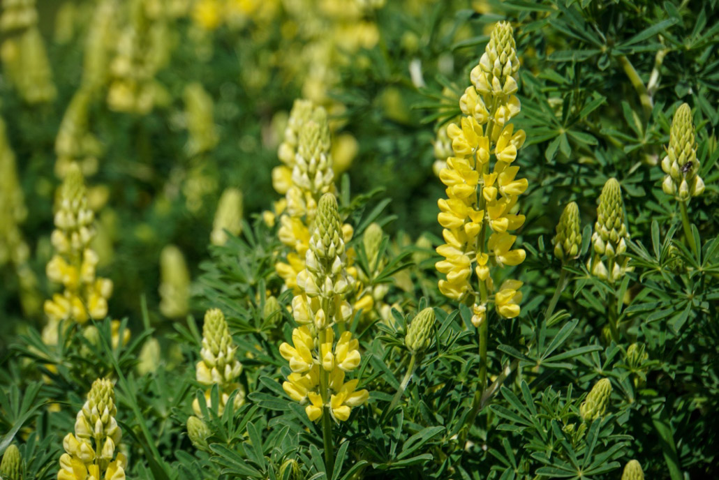 Lupinen in den Catlins