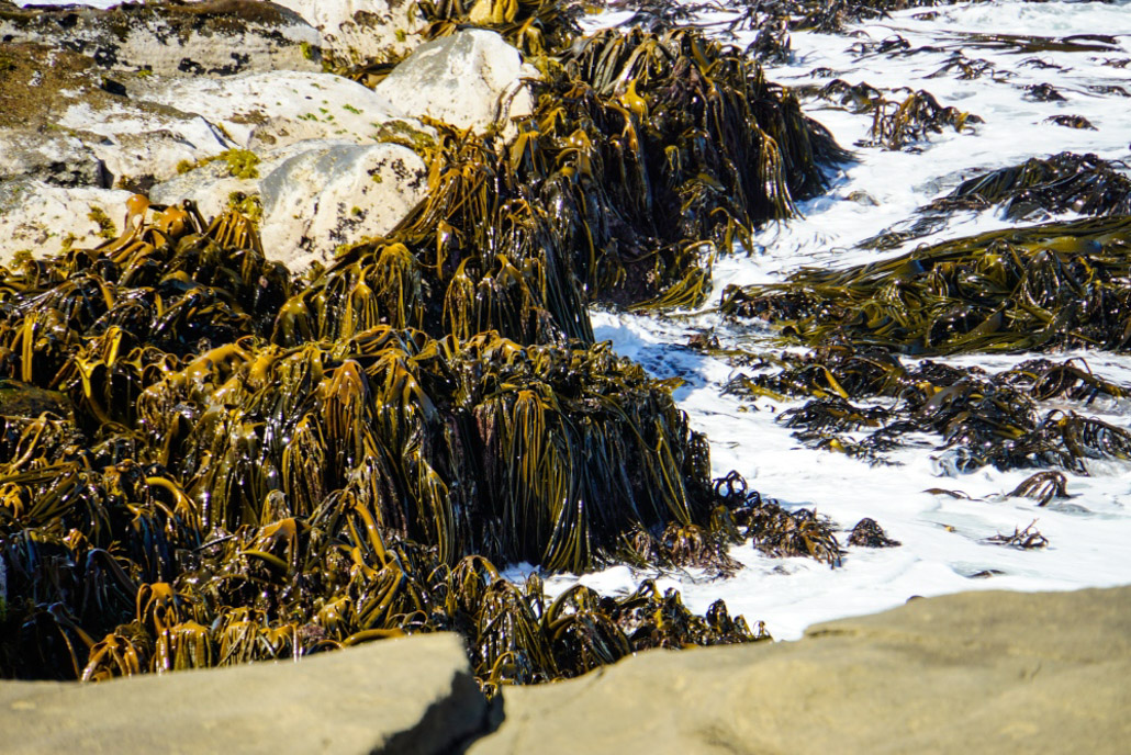 Catlins Strände sind voller Algen