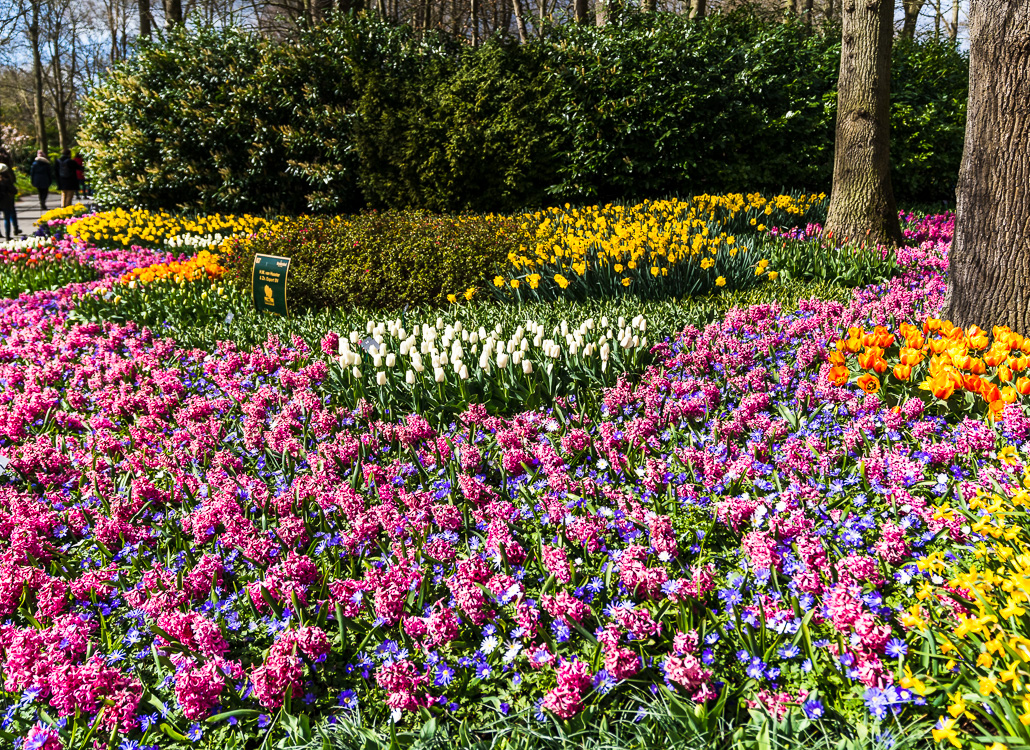 Keukenhof Tulpenblüte April