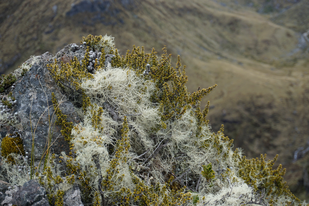 Fauna auf dem Kepler Track