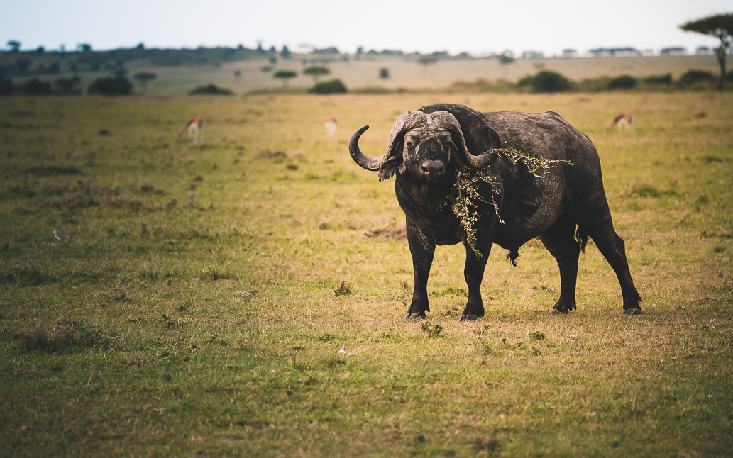 Büffel in der Masai Mara in Kenia