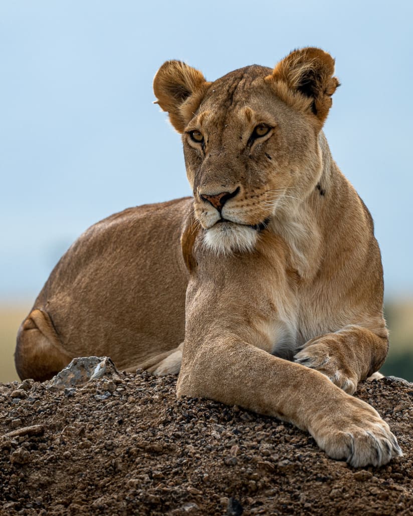 Löwin in der Masai Mara