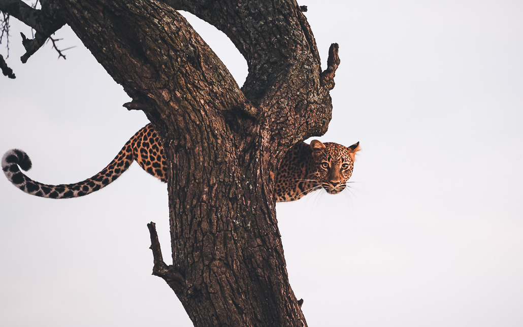 Leopard Massai Mara Baum