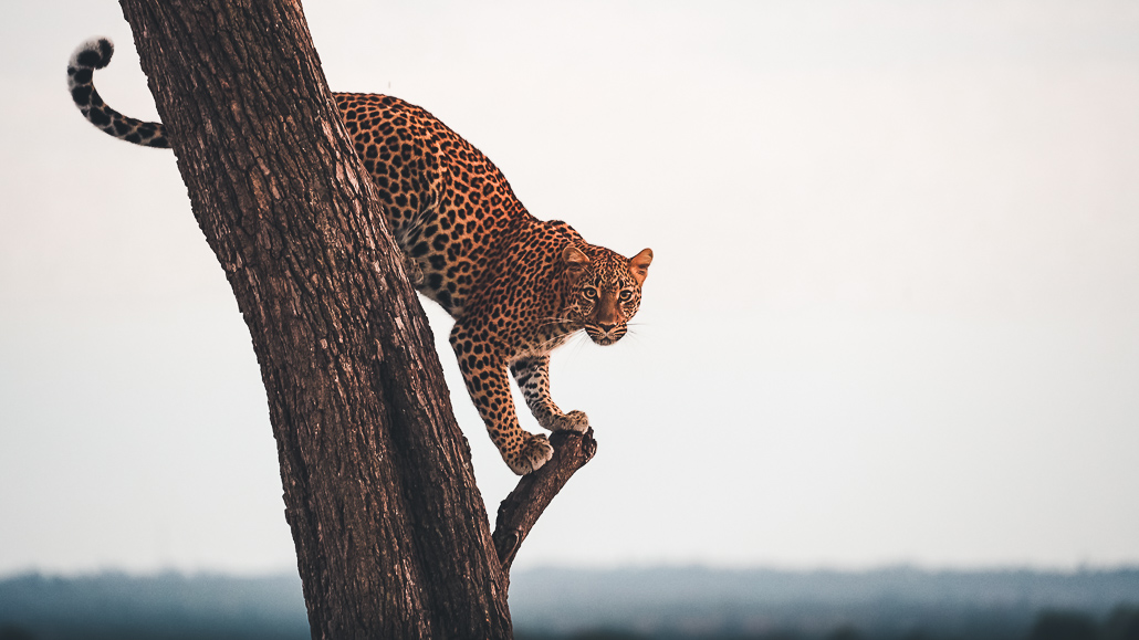 EcoTraining EcoQuest Masai Mara Kenia Leopard