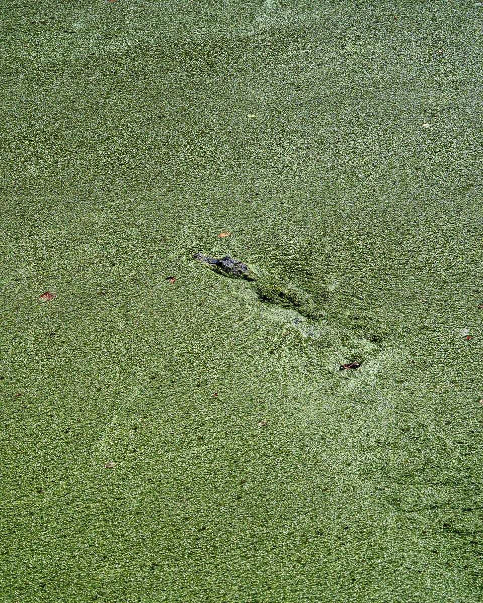 Alligator Jungle Gardens Louisiana
