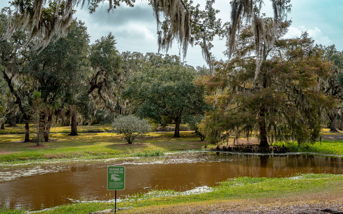 Avory Island Jungle Gardens Louisiana