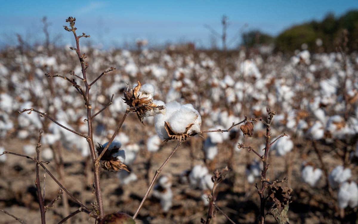 Mississippi Delta Baumwollfelder