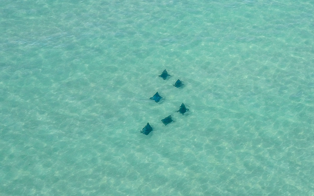 Stachelrochen Francois Peron Nationalpark Australien