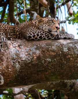 Leopard im Baum auf der Flucht vor einem Löwen. Serengeti Tansania
