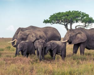 Beste Reisezeit Tansania für Sansibar, Safari und Kilimandscharo