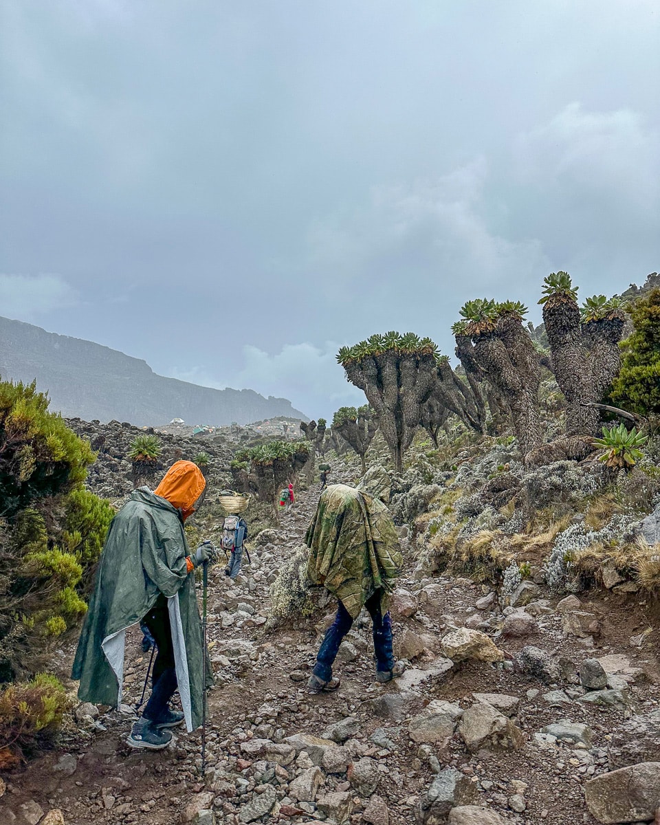 Man geht nicht immer bergauf, manchmal auch kurz bergab wie hier zum Baranco Camp.