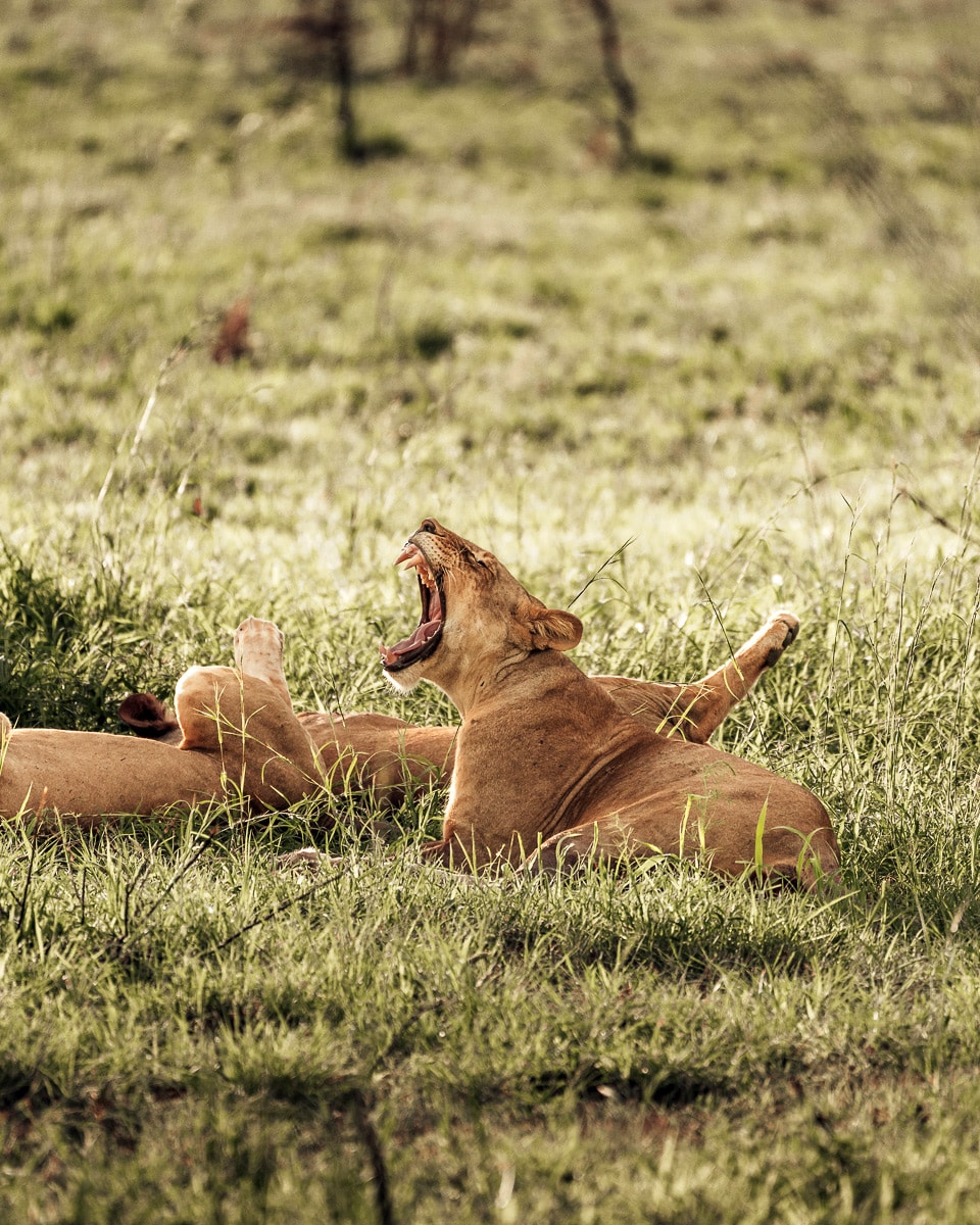 Löwen im Mkomazi Nationalpark im Norden von Tansania