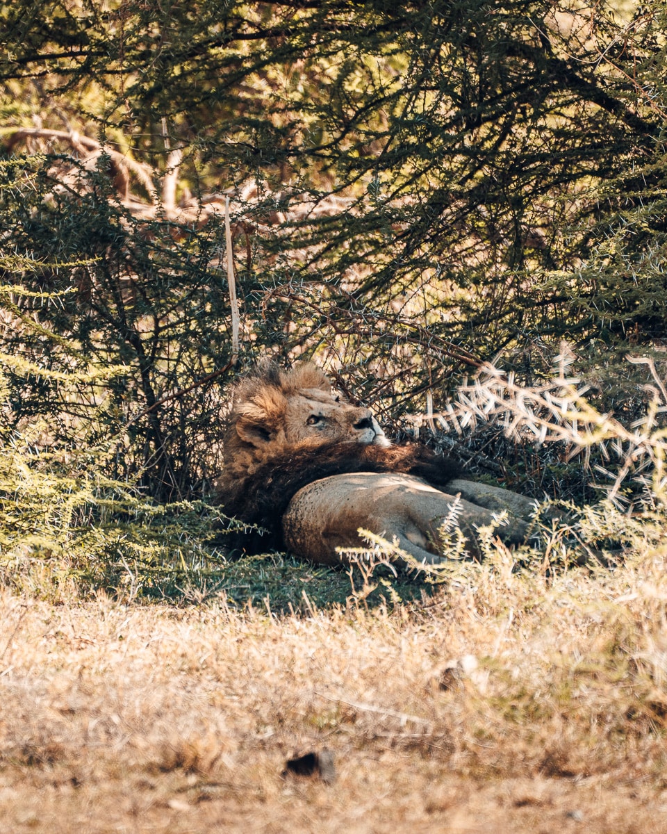 Ein vollgefressener Löwe im Ngorongoro Schutzgebiet Tansania