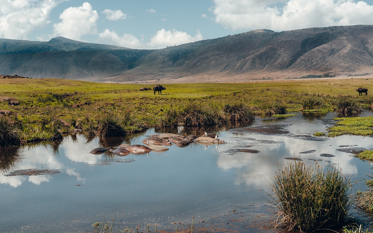 Nilpferde im Ngorongoro Krater Schutzgebiet Tansania