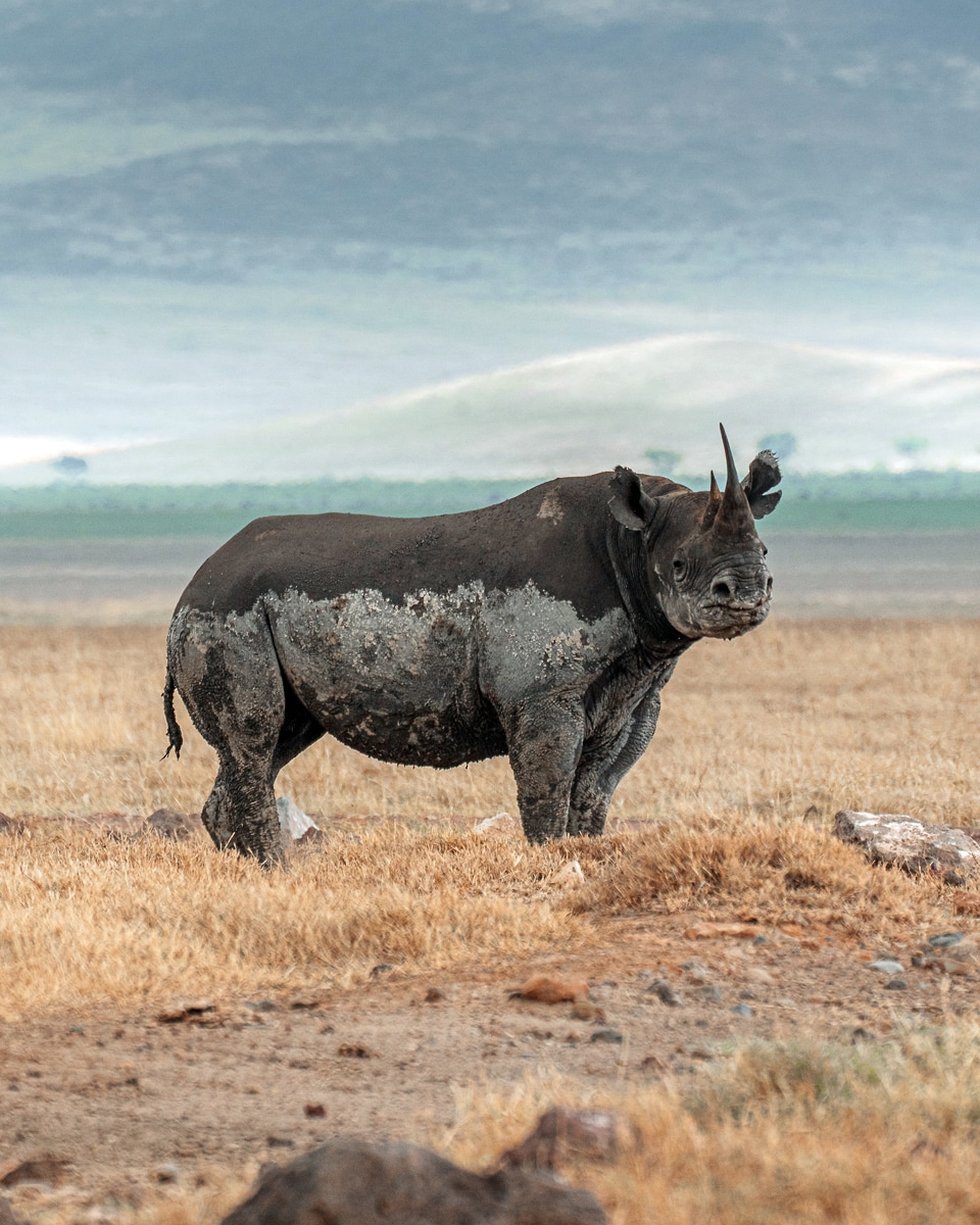 Ngorongoro Krater Tansania: Ein seltenes Nashorn kreuzt unseren Weg