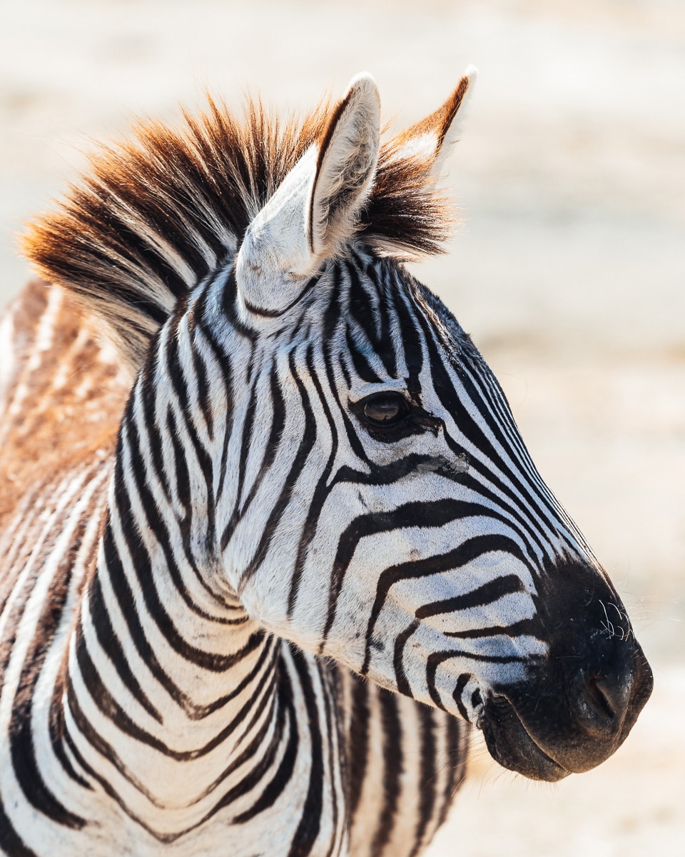 Ngorongoro Schutzgebiet Tansania: Ein Zebra