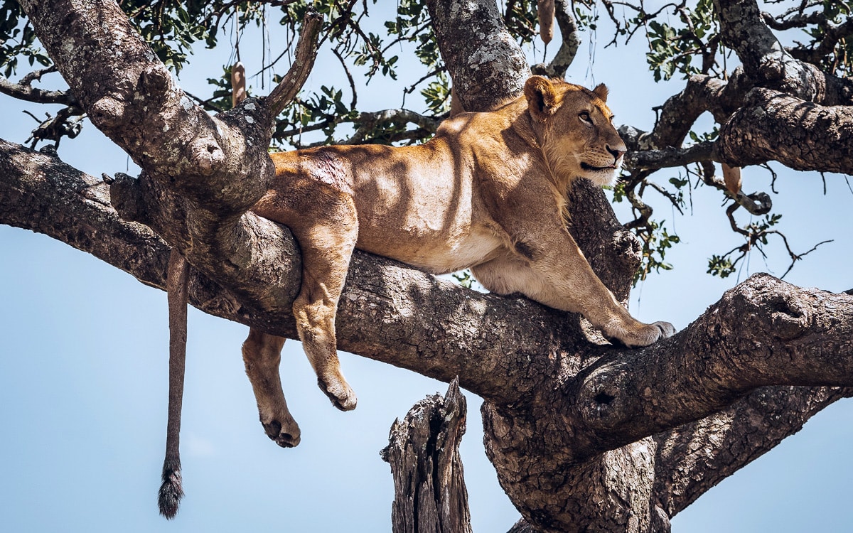 Baumlöwe in der Serengeti (Tansania)