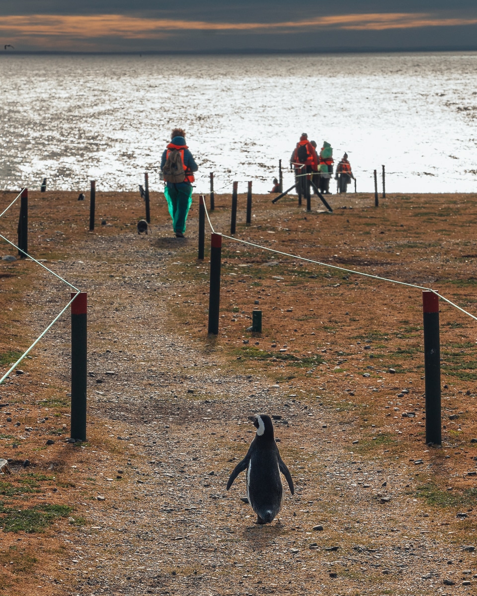 Pinguin, der mit aufs Boot wollte. Isla Magdalena, Chile