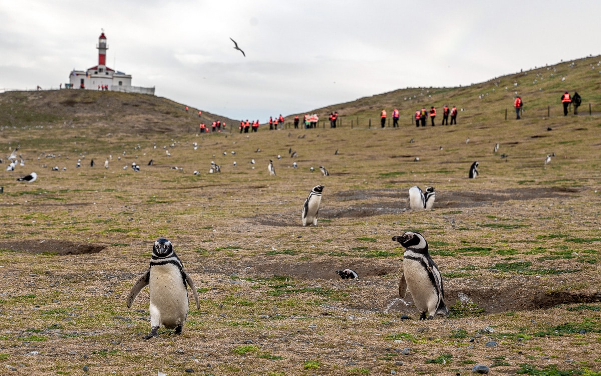 Feste Wege auf der Isla Magdalena, Chile