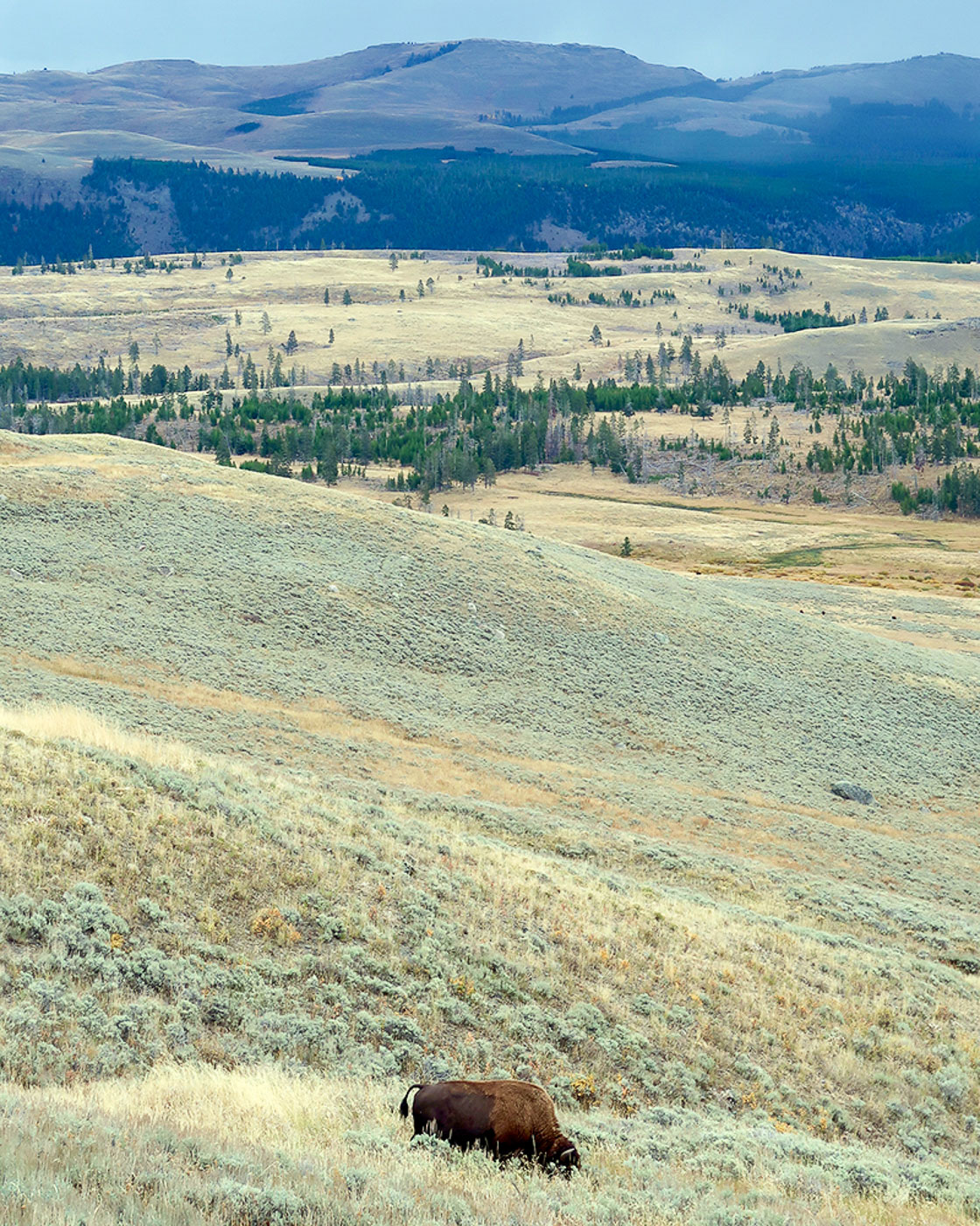Bison im Lamar Valley