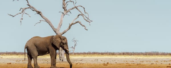 Elefant in Savuti in Botswana