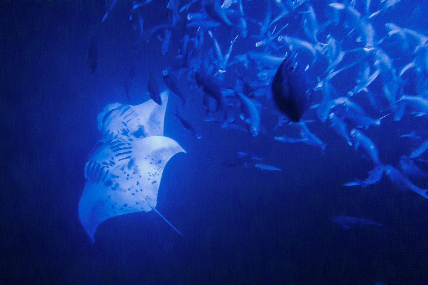 Manta Rochen Schnorcheln Big Island of Hawaii