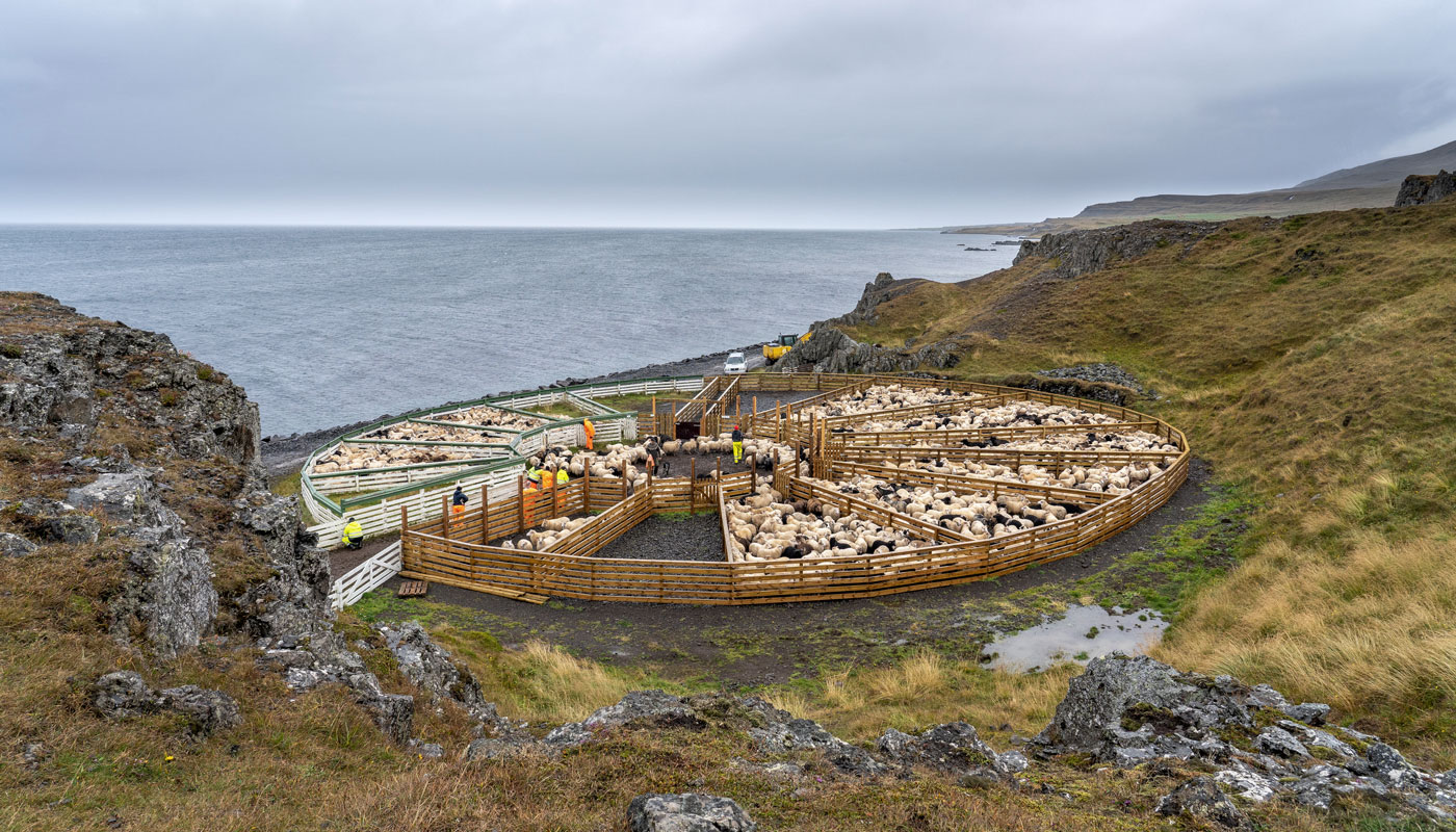 Schafabtrieb "réttir" aus dem Hochland im Herbst in Island