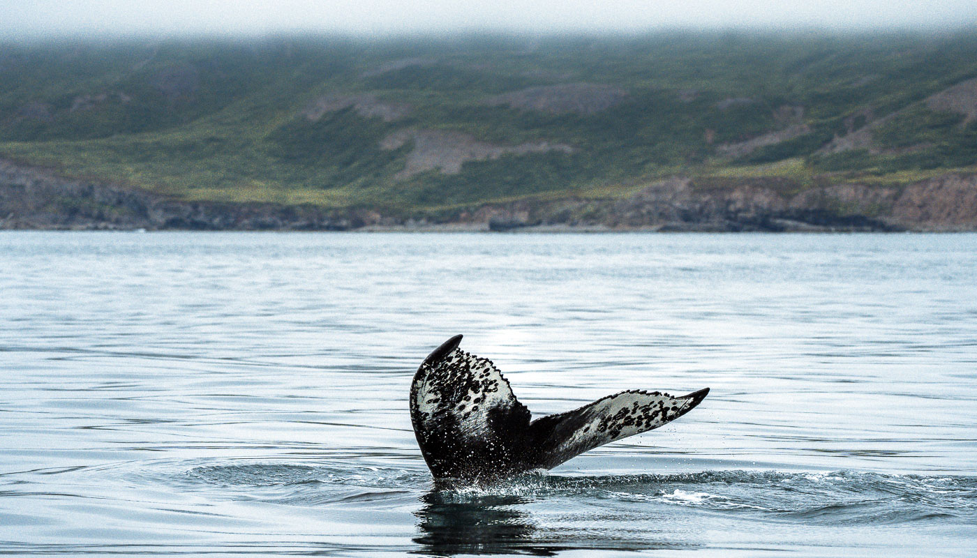 Whale Watching Island Dalvik