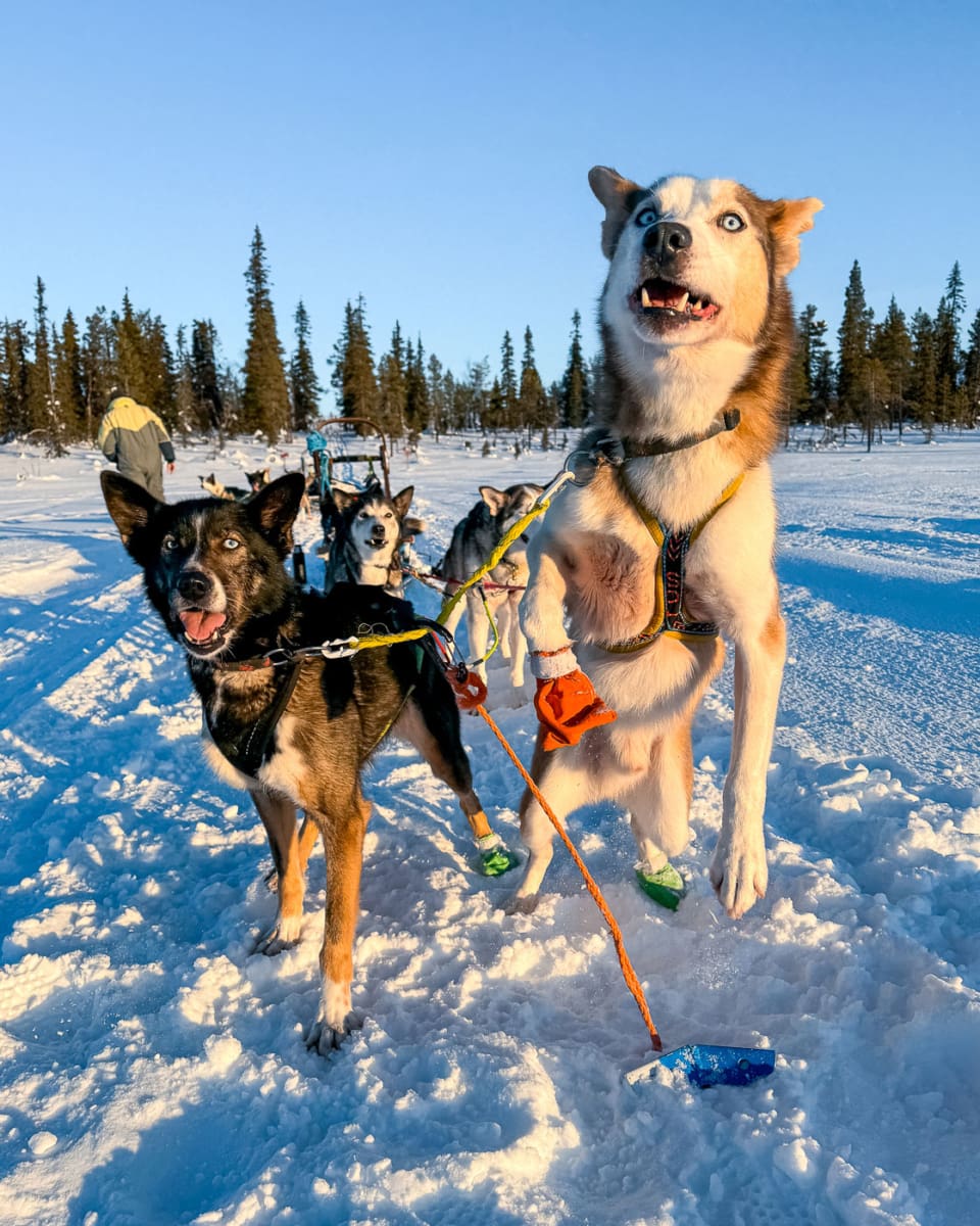 Fennek und Mo Mo sind sehr aktive Huskys