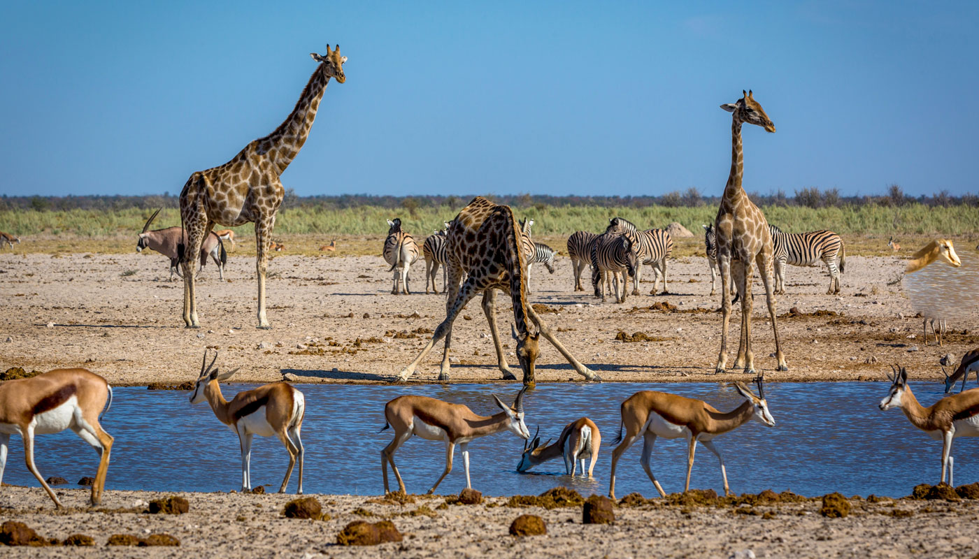 Etosha-Nationalpark Namibia