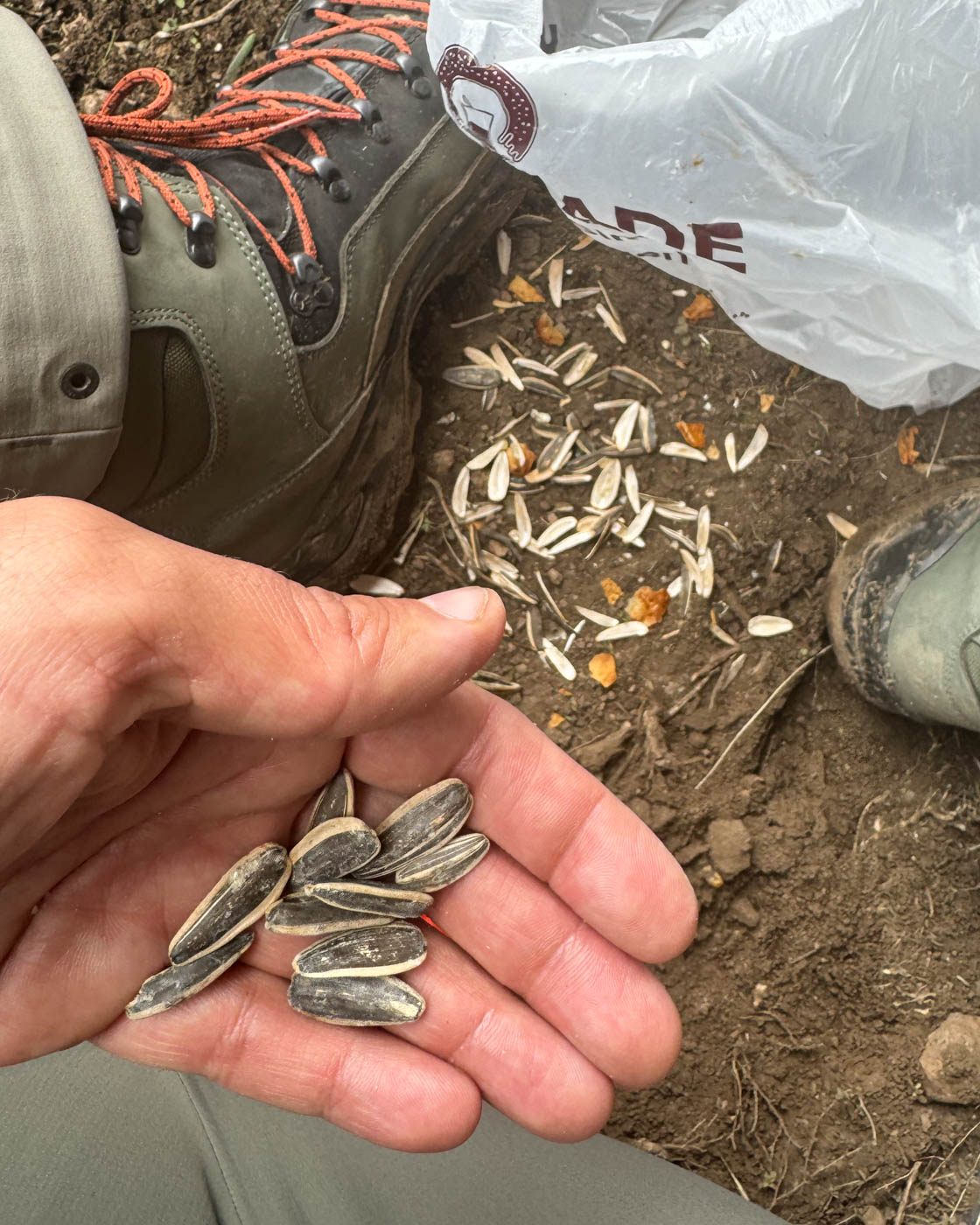 Sonnenblumenkerne beim Picknick am Berg Suphan