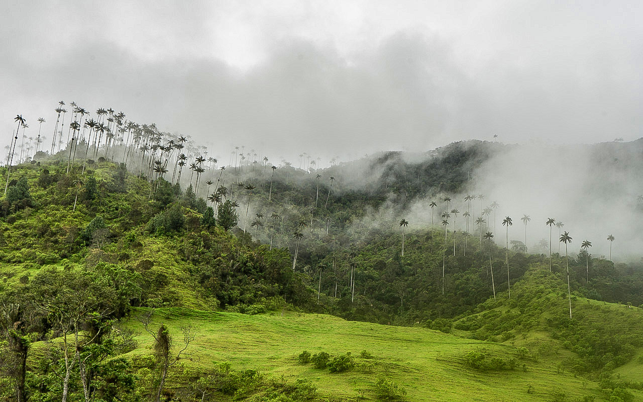 Valle de Salento Kolumbien Wachspalmen im Nebel