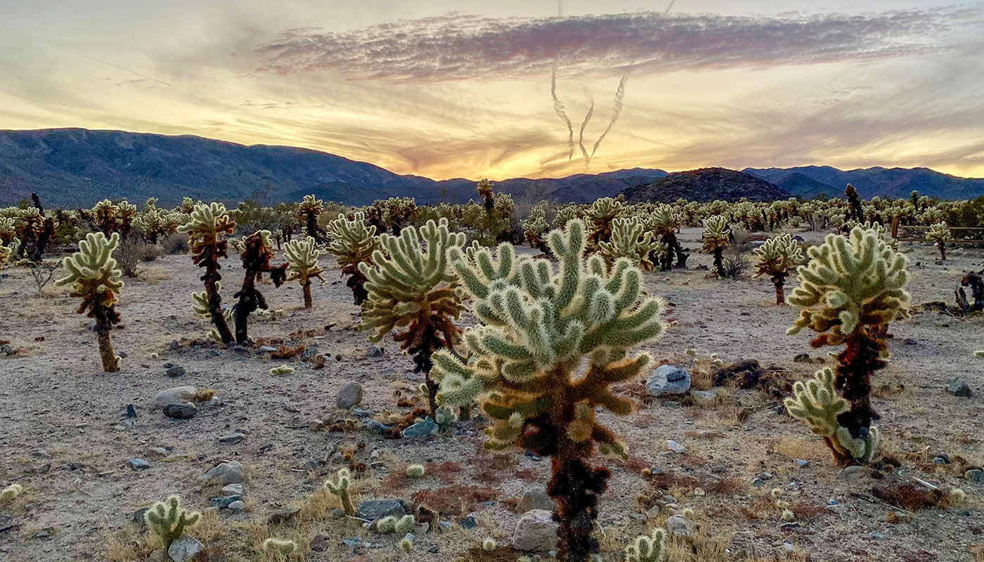 Joshua Tree Nationalpark Cholla Kaktus Garden