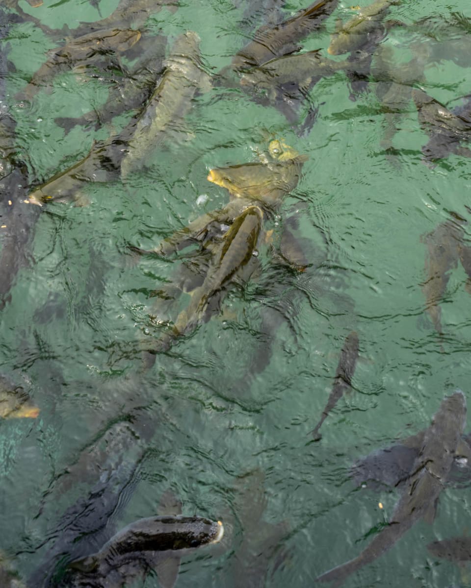 Karpfen im Teich des Abraham
