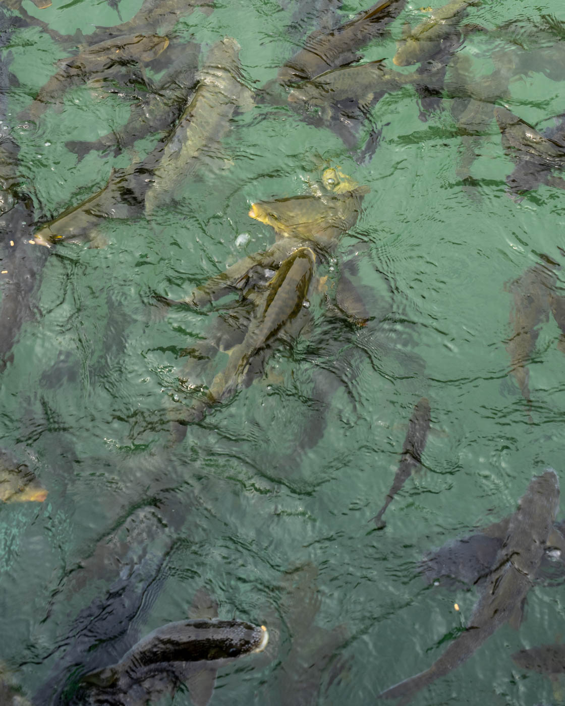 Karpfen im Teich des Abraham