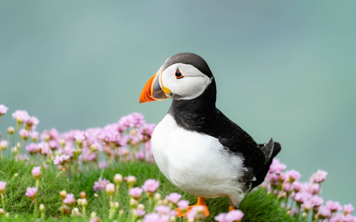 Saltee Island Irland Papageientaucher