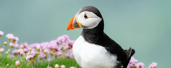 Saltee Island Irland Papageientaucher