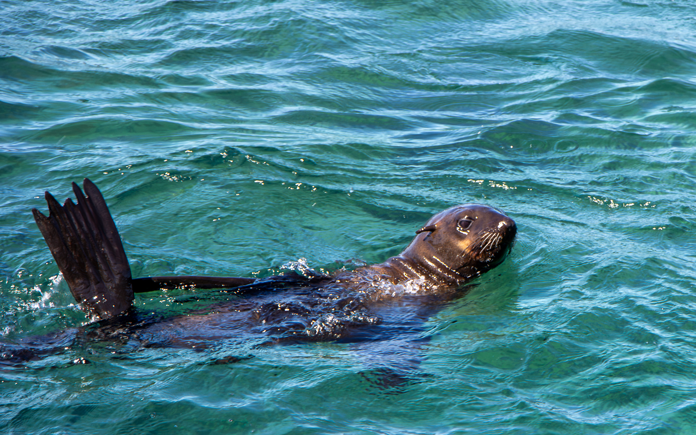 Robben Tour bei Kapstadt in Gansbaai