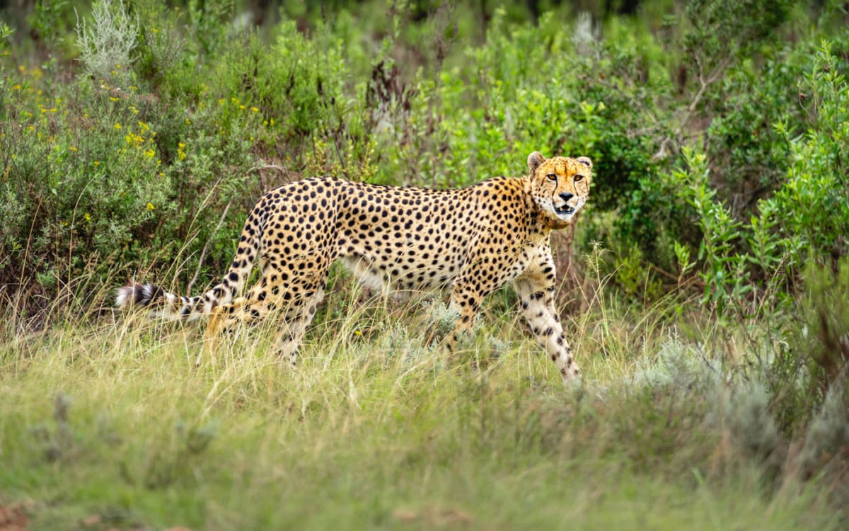 Gondwana Game Lodge bei Kapstadt: Gepard