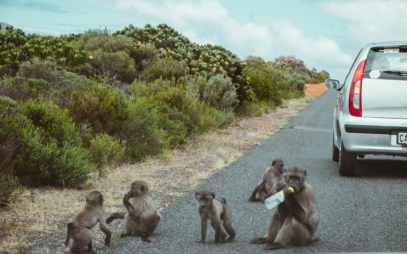 Paviane Kap der Guten Hoffnung