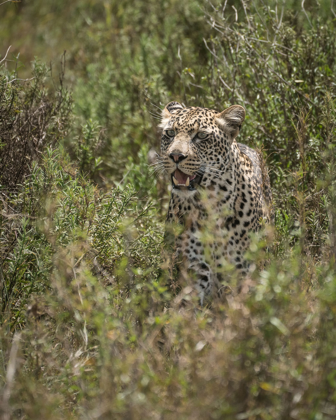Plötzlich taucht ein Leopard aus dem dichten Busch auf: Serengeti in Tansania