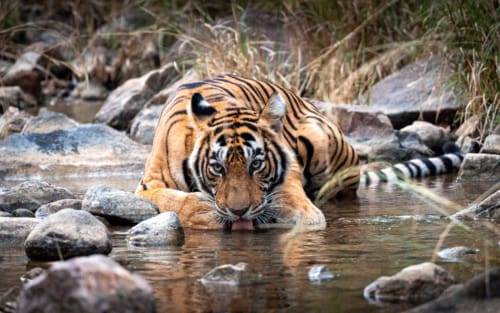 Bengalische Tiger in Indien: Tipps zum Besuch des Ranthambore Nationalpark