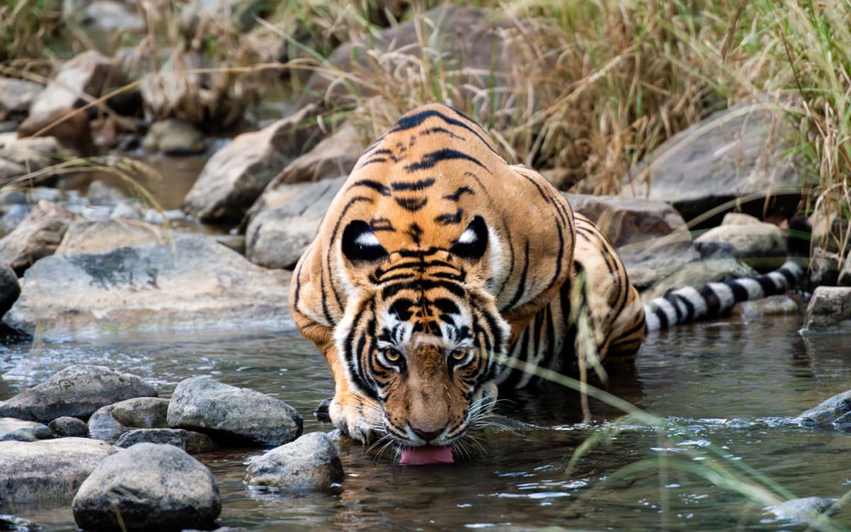 Safari im Ranthambore-Nationalpark: 2 Safaris, 2-mal Tiger gesehen.
